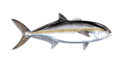 Amberjack Fish