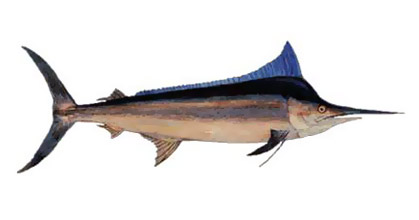 Black Marlin