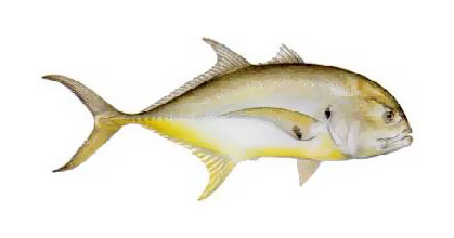 Jack Crevalle