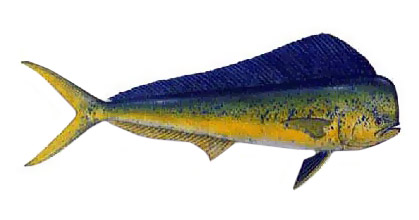 Dorado