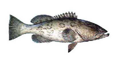 Grouper