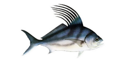 Roosterfish