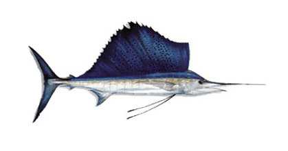 Sailfish