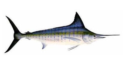 Striped Marlin