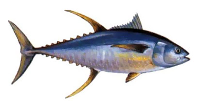 Yello Fin Tuna