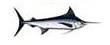 Black Marlin