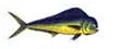 Dorado - Mahi Mahi