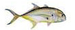 Jack Crevalle - Toro