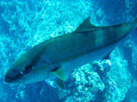 Amberjack