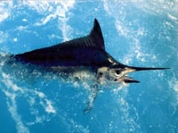 Black Marlin