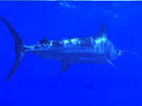 Blue Marlin