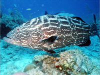 Grouper