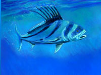 Roosterfish