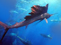 Sailfish