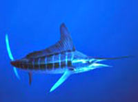 Striped Marlin