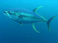 Yellow Fin Tuna