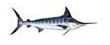 Striped Marlin