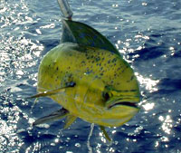 Mahi Mahi