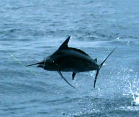 Black Marlin